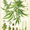 L’usage médical du cannabis et des cannabinoïdes – Les Échos du Chanvre – 1998