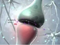 Le système endocannabinoïde Vidéo