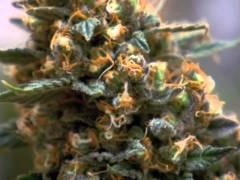 Clearing the Smoke: The Science of Cannabis