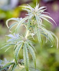 Le cannabis, un remède interdit – Médecine douce octobre 2000
