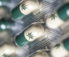 Cannabis médical: échange avec une spécialiste de la douleur