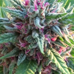 Les cannabinoïdes et leurs propriétés médicales