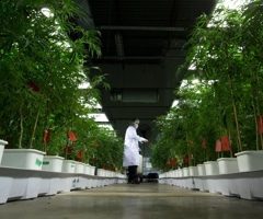 Canada :«Pas de barrière inutile à l’accès au cannabis», dit le Collège des médecins