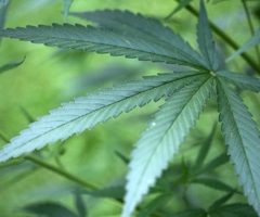 Cannabis thérapeutique: Qu’est-ce que c’est?