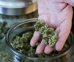 Le marché du cannabis médical explose aux Etats-Unis
