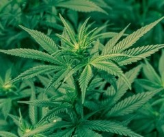 Le Portugal autorise la plantation de cannabis