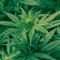 Le Portugal autorise la plantation de cannabis