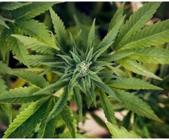 Drogues, cannabis : l’impasse prohibitionniste – Salon Primevère 2017 – Conférence