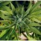 Le cannabis en comprimés plus efficace que le joint pour soulager la douleur