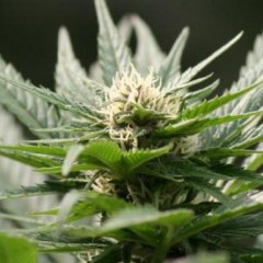 Le Sénat dit non à la légalisation « contrôlée » de cannabis
