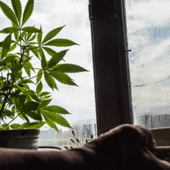 Colmar : dispense de peine confirmée pour un usager du cannabis thérapeutique