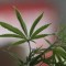 L’Australie va autoriser la culture de cannabis à usage médical
