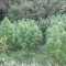 Chili. Vers une légalisation du cannabis ?