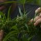 La Colombie légalise le cannabis à des fins thérapeutiques
