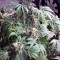 Villepreux : il cultivait le cannabis pour soigner ses maux de dos