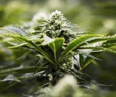 Canada: les malades pourront faire pousser leur propre cannabis