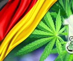 Premier permis de culture de cannabis médicinal délivré en Allemagne