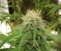 Un habitant de Salses condamné pour avoir cultivé du cannabis pour soulager ses douleurs