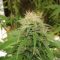 Un habitant de Salses condamné pour avoir cultivé du cannabis pour soulager ses douleurs