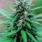 États-Unis – Cannabis médical : Pourquoi l’usage devance la recherche