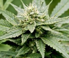 Le cannabis à usage médical autorisé en Australie