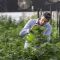 Israël devrait bientôt commencer à exporter de la marijuana