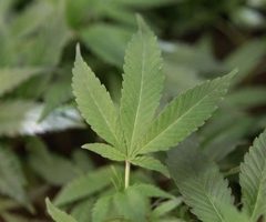 Cannabis: Un comité de 17 experts tire 100 conclusions sur les effets indésirables ou pas de la marijuana