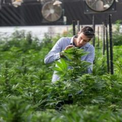 L’Université de Jérusalem lance un centre de recherches sur le cannabis médical