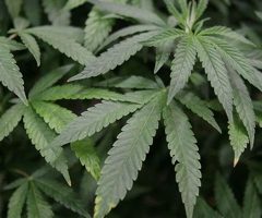 L’État de New-York pourrait légaliser le cannabis contre les règles douloureuses
