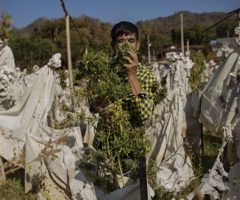 Thaïlande. Après l’échec de la guerre contre le cannabis, l’usage thérapeutique n’est plus tabou