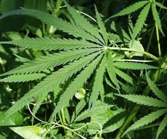Canada : L’Ontario dévoile son plan pour la vente de cannabis