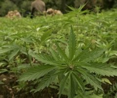 Le Lesotho, premier pays africain à légaliser la culture du cannabis à usage médical