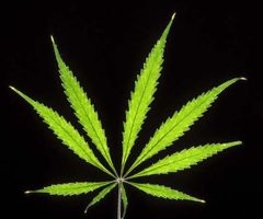Résultats du sondage ECHO / Terra Nova / Ifop, sur le cannabis