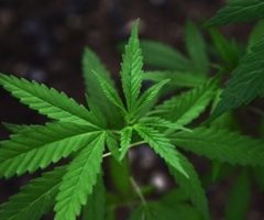 Consommation de cannabis : vers une réforme à minima ?