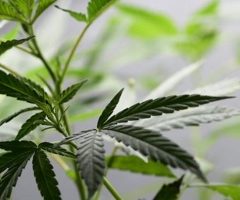 Blue Dream: le cannabis légal déjà vendu en France visé par une « répression totale »