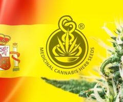 Cannabis médical : les patients espagnols demandent la légalisation immédiate