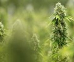 Le cannabis médical désormais autorisé en Pologne