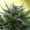 Nouvelle-Zélande : détails de la proposition gouvernementale de légalisation du cannabis médical