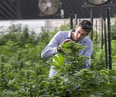 La légalisation du cannabis pourrait rapporter 2,3 milliards de shekels