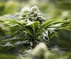 Deux producteurs de cannabis signent un « deal » à 1 milliard de dollars