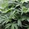 L’Australie va autoriser les exportations de cannabis thérapeutique