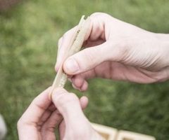 Consommation de cannabis : « L’amende forfaitaire, c’est une forfaiture »