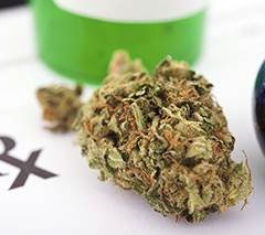 Cannabis Reduces Response Rate to Immunotherapy for Cancer