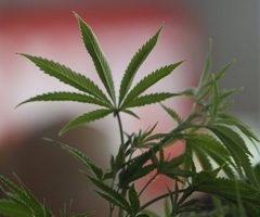 Fagron va vendre du cannabis