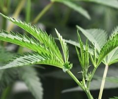Cannabis thérapeutique en France : l’ANSM publie les premières conclusions du CSST – Point d’Information