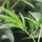 Cannabis thérapeutique en France : l’ANSM publie les premières conclusions du CSST – Point d’Information