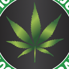 ALLEMAGNE : SANTE – Où en est le projet du cannabis à usage médical ?