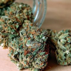 Des scientifiques jamaïcains créent un médicament contre l’hépatite C à base de cannabis