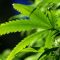 Cannabis: la légalisation encore rare dans le monde