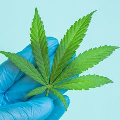 Le cannabis, une piste dans le traitement des maladies hépatiques